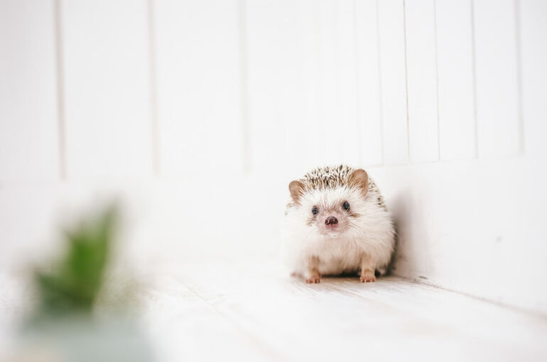 KAZUHIRO171013022_TP_V4