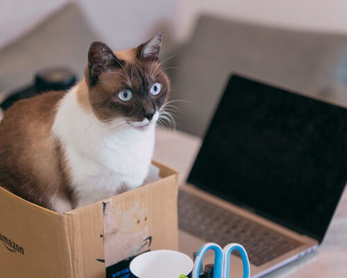 nekocatPAR588722429_TP_V4