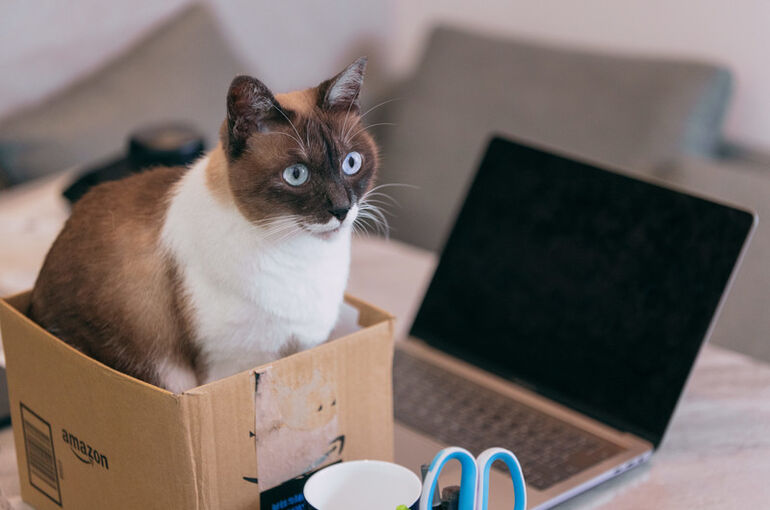nekocatPAR588722429_TP_V4