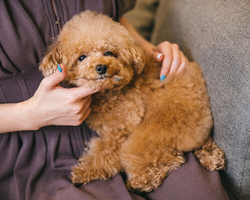 kotetsuPAR585152055_TP_V4