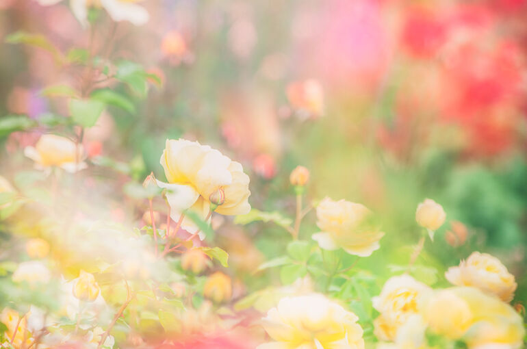 elly2252803_TP_V4