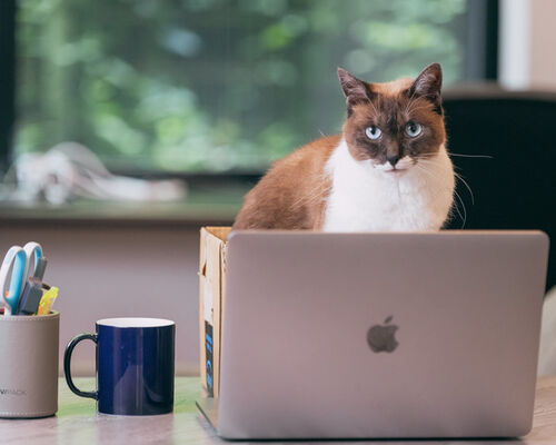 nekocatPAR592482438_TP_V4