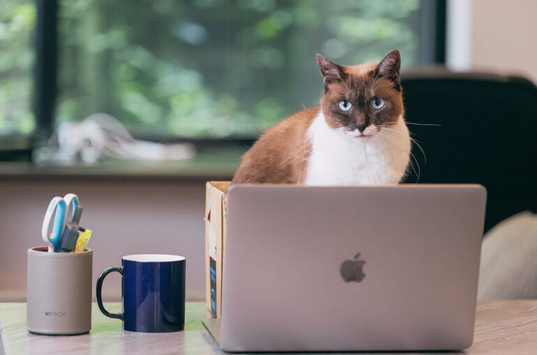 nekocatPAR592482438_TP_V4