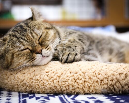 shikun12655V7A4244_TP_V (1)