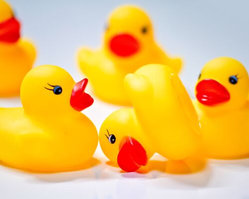 MOK_ahirucyansyuudanrinchi_TP_V