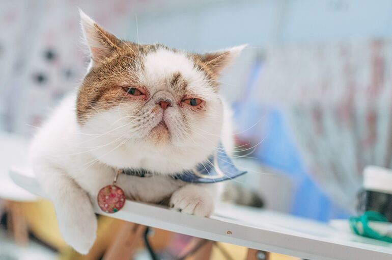 susipaku211-app90962_TP_V