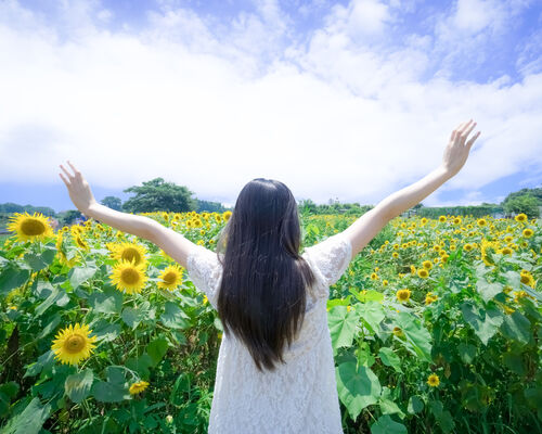 bocchihimawari1_TP_V