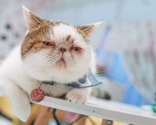 susipaku211-app90962_TP_V